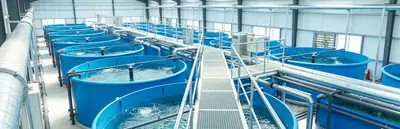 Indoor recirculating aquaculture system with blue fish tanks